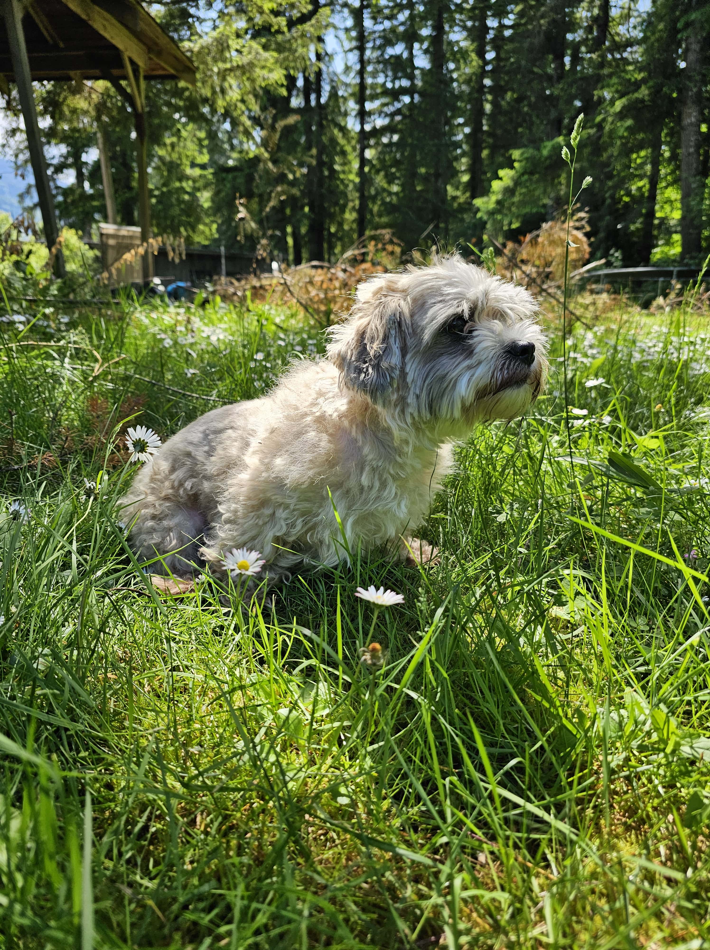 Charlie the Shih Tsu