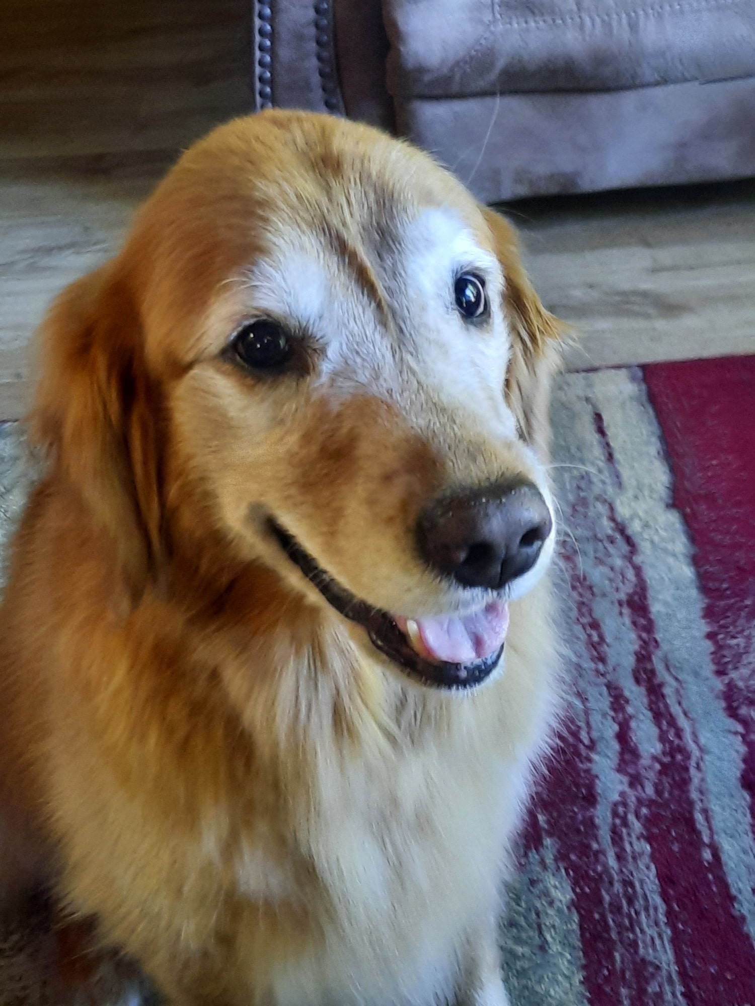 Lelo the Golden Retreiver