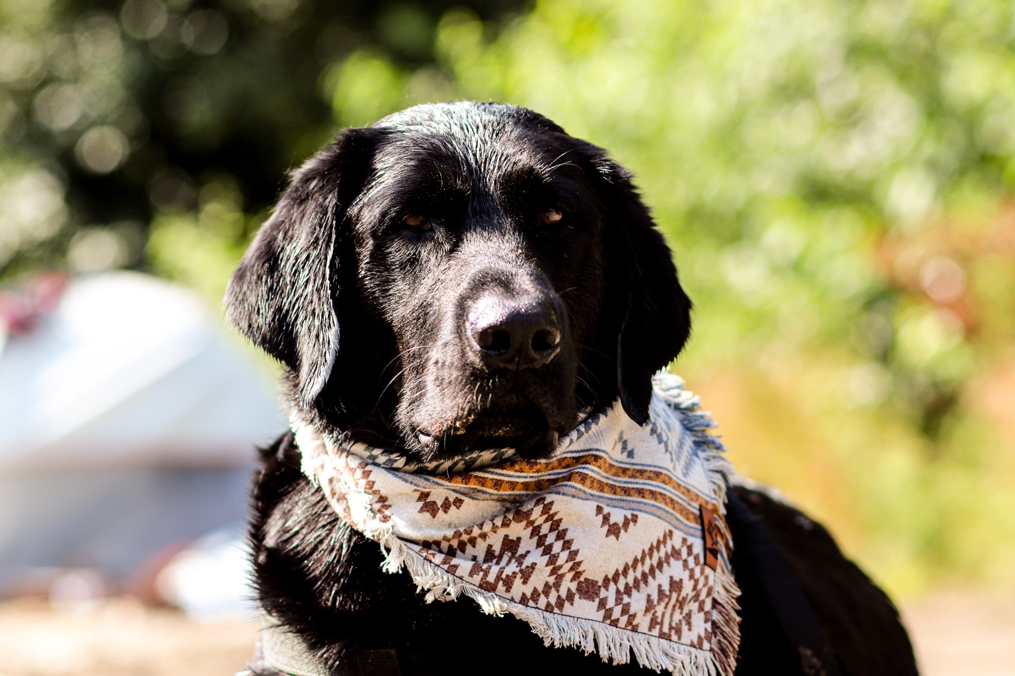 Oliver the Black Lab