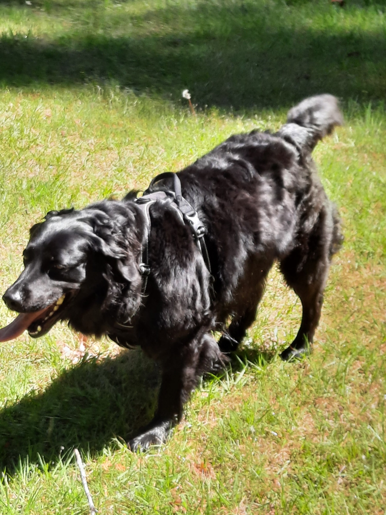 Selkie the Black Lab